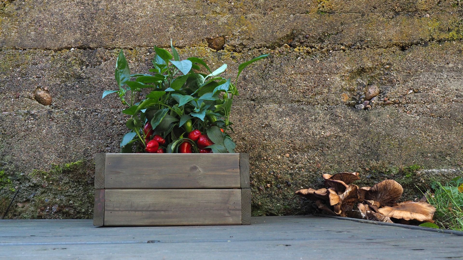 Lysvių medienos apsauga