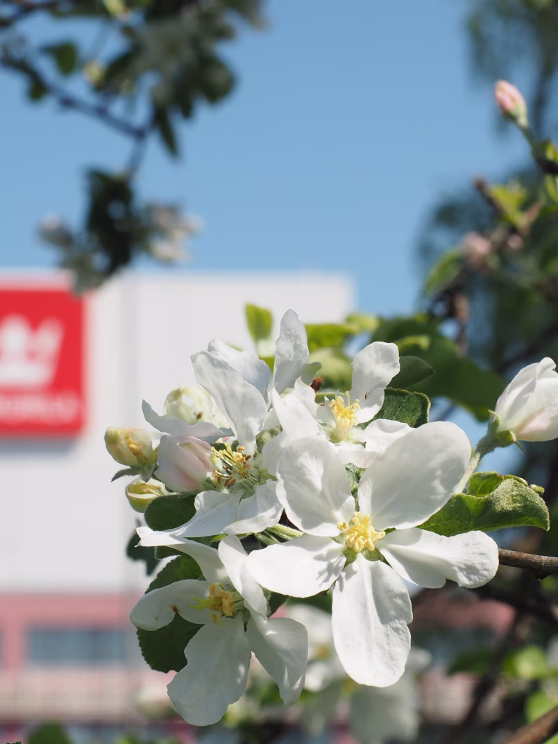 Decorative photo with PPG Tikkurila factory in the background
